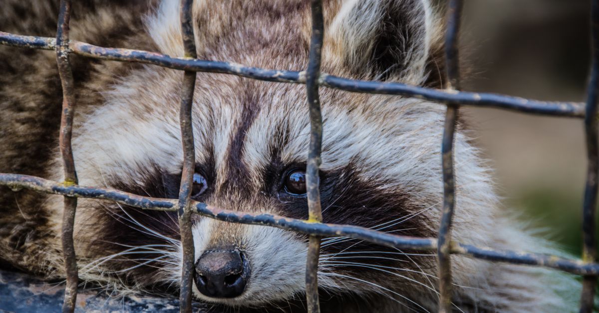 raccoon looking through fence